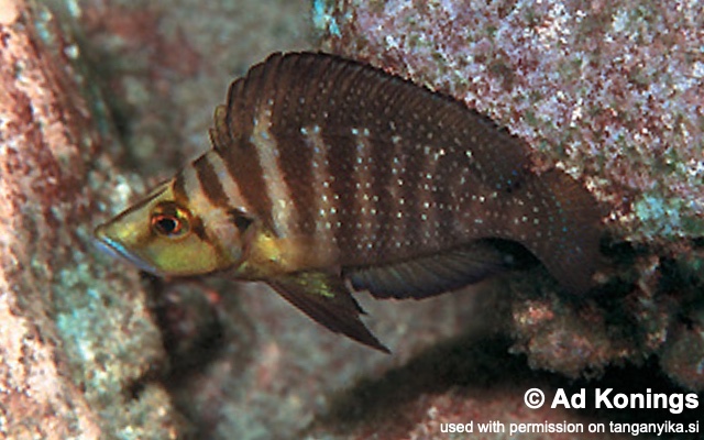 Altolamprologus compressiceps 'Chituta Bay'